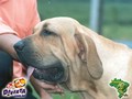 In Memorian - Fila Brasileiro Dourado - Canil Singular - Mont